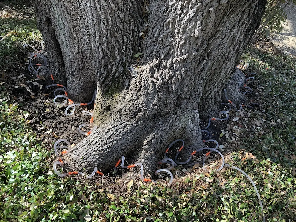 Detailed Tree Cabling and Bracing job site in Wellford