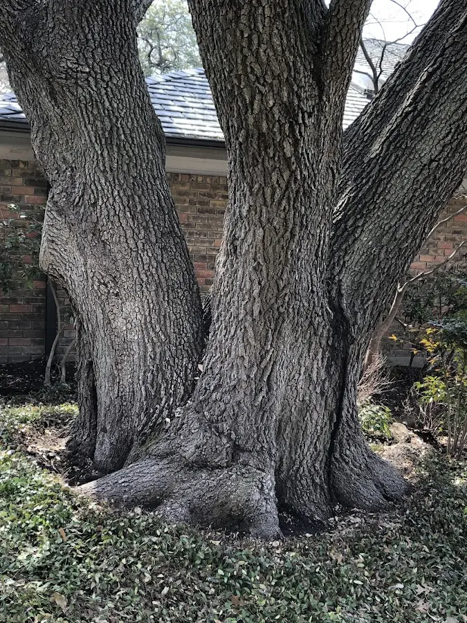 Mature heritage tree close to a Wellford property cared for by certified arborists